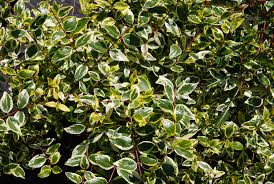 Image result for Berlinia grandiflora