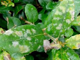 お金をかけずに庭木を病害虫から防除する方法 庭木の剪定ドットコム ボサボサの庭木が甦る あなたも剪定をマスターしませんか