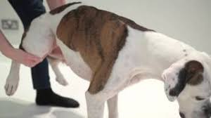 Browse 1000's of fresh, local, quality products. Can Dogs Eat Bones The Ultimate Guide To What S Safe And What S Not Caninejournal Com