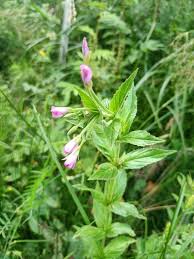Image result for Epilobium
