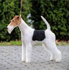 Image result for foxterier drsnosrstý