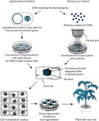 A transgenic organism is a type of genetically modified organism (gmo) that has genetic material from another species that provides a useful trait. Intragenesis An Overview Sciencedirect Topics