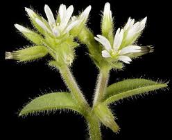 Image result for Cerastium glomeratum
