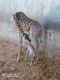 Newborn Giraffe At Jerusalem Zoo Draws Long List Of Names The Times Of Israel