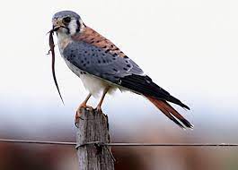 Mira 4 traducciones acreditadas de cernícalo en ingles con oraciones de ejemplo y pronunciación de audio. Cernicalo Americano Falco Sparverius Y Sus Peculiares Habitos