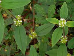Image result for Spermacoce ocymoides