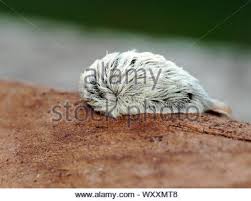 We did not find results for: Puss Caterpillar Larva Of The Southern Flannel Moth Megalopyge Opercularis Hairs Contain Highly Venomous Spines Stock Photo Alamy