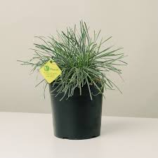 Image result for Ficinia