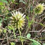 Image result for Trifolium squarrosum
