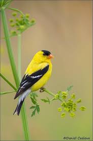 Sign In Finches Bird Pet Birds Backyard Birds