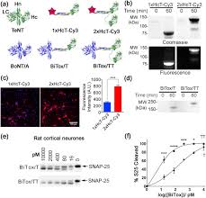 We did not find results for: Duplication Of Clostridial Binding Domains For Enhanced Macromolecular Delivery Into Neurons Sciencedirect