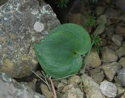 Image result for Eriospermum