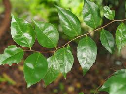 Image result for Scolopia