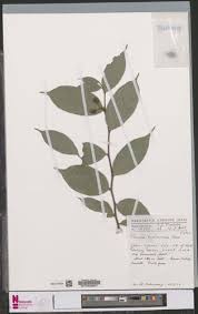 Image result for Rinorea angustifolia