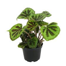 Image result for Begonia meyeri-johannis