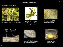 Image result for Desmodium uncinatum