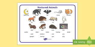 Check spelling or type a new query. Nocturnal Animals Word Mat Ages 3 7 Twinkl Resources