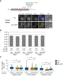 Maybe you would like to learn more about one of these? Mitochondrial Volume Fraction And Translation Duration Impact Mitochondrial Mrna Localization And Protein Synthesis Elife