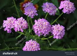 Image result for Iberis umbellata