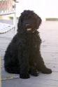 Goldendoodle Puppies For Sale | Hurricane Creek Doodles