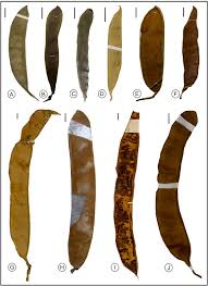 Image result for Rhynchosia congensis