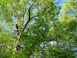 Image result for Aceraceae