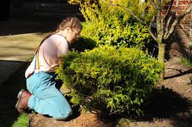 Maybe you would like to learn more about one of these? Gardenatoz Clip That Cypress Garden A To Z