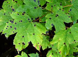 Maybe you would like to learn more about one of these? Wet Weather Increases Tar Spot Disease On Maple Trees Wiscontext