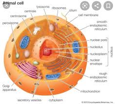 Are similar in a way that they, are sites for atp. Vacuoles Are Present Only In Animal Cell True Or Not Brainly In
