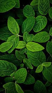 2160x3840 Leaves Macro Bright And Green Wallpaper Green Wallpaper Green Nature Wallpaper Green Leaf Wallpaper