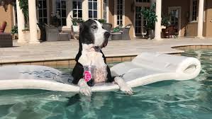 Millan's dog psychology center in the santa clarita valley stretches over 43 acres and includes a sheep herding area, swimming pool, agility course and hiking trails. 2 Great Danes Hang Out In Swimming Pool Littlethings Com
