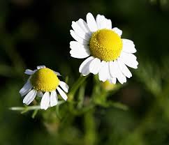 Image result for Berkheya carlinopsis