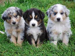 Rules Of The Jungle Australian Shepherd Puppies Shepherd Dog Breeds Aussie Dogs Puppies