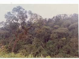 Image result for Xyris fugaciflora