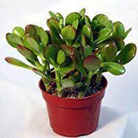 Jade Plant Care Pruning Soil And Propagation Epic Gardening Jade Plants Jade Plant Care Plants