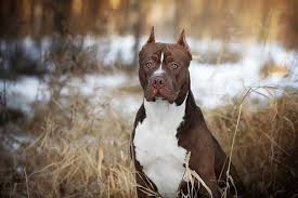 Primeyard baldur of leash candy bullies. Top 10 American Pit Bull Terrier Breeders In The World