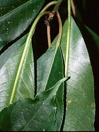 Image result for Sapium