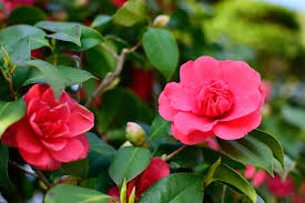 Flowering plants add bursts of color and fragrance to the you'll learn about the top indoor shade plants for low light. 19 Vibrant Plants That Flower At Christmas The English Garden