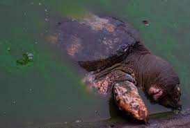 Cụ rùa lở loét vết thương - Tuổi Trẻ Online