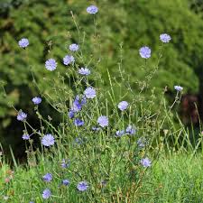 Image result for Cichorium