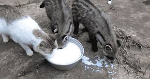 Cat Animals African Civet Cats African Civet Small Wild Cats Cats