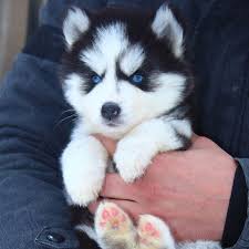 25 Dogs That Are Better Than Your Childhood Teddy Bear Puppy Dog Pictures Teddy Dog Cute Husky Puppies