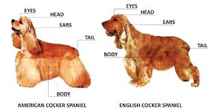 American Vs English Cocker Spaniel Peluqueria De Perros Peluqueria Perros Perro Coker