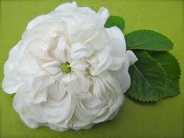ورد جوري أبيض White Damask Rose Flower صور ورد وزهور Rose Flower Images