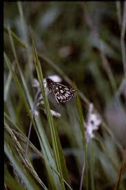 Image result for Heteropterus morpheus