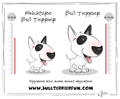 Bull Terrier And Miniature Bull Terrier Breed Information