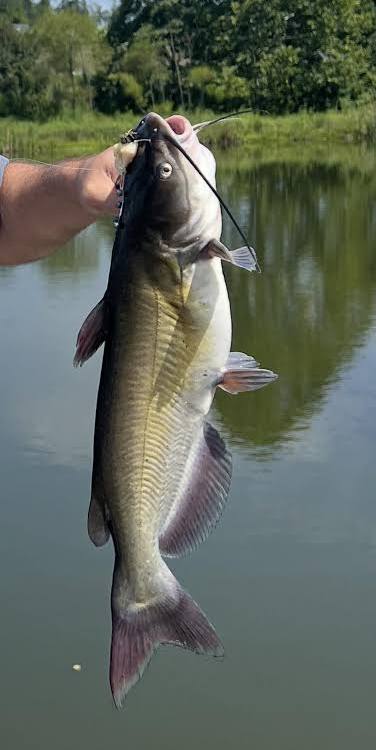 Is this a channel catfish? : r/Fishing
