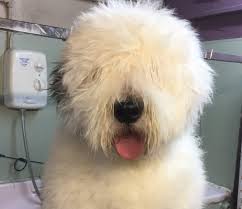 Alpha grooming pet salon is rated 4.9 / 5. Sponsored Madrai Pet Grooming Salon Because Every Pet Pooch Deserves To Be Pampered Kilkenny Now Your City Your County Your News Now