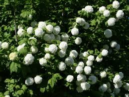 Amerikanischer die gartenhortensie schneeball ist ein dankbarer dauerblüher, der aus vielen gärten nicht mehr wegzudenken ist. Pin Auf Gardening