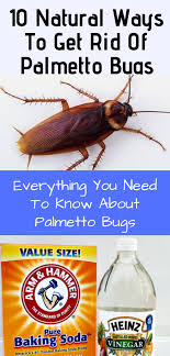 10 Natural Ways To Get Rid Of Palmetto Bugs Everything You Need To Know About Palmetto Bugs Palmetto Bugs Bugs Palmetto